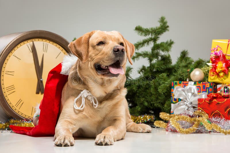 Labrador mit Santa Hat Die Girlande des neuen Jahres und lizenzfreie stockbilder Labrador mit Santa Hat Die Girlande des neuen Jahres und lizenzfreie stockbilder