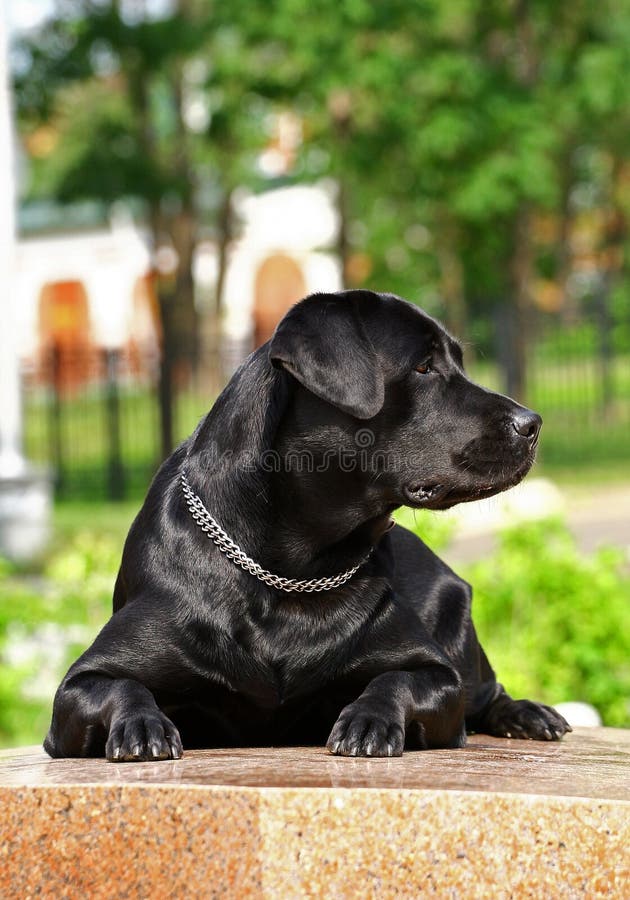 Labrador negro imagen de archivo libre de regalías