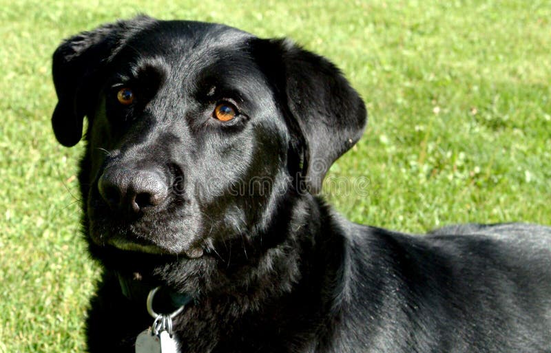 Labrador negro fotos de archivo