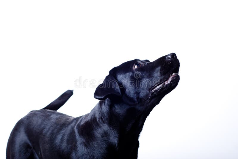 Labrador negro imagen de archivo