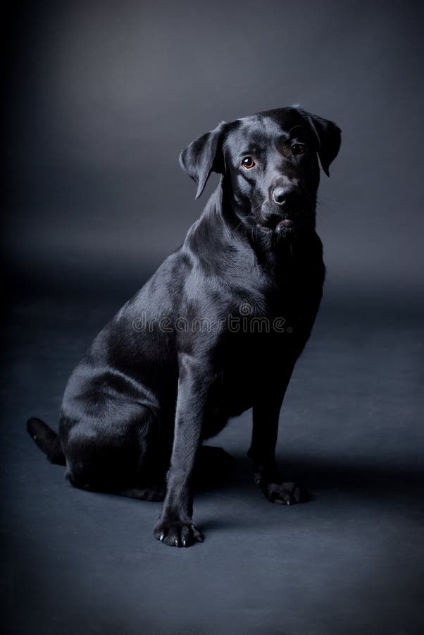 Labrador negro imagen de archivo