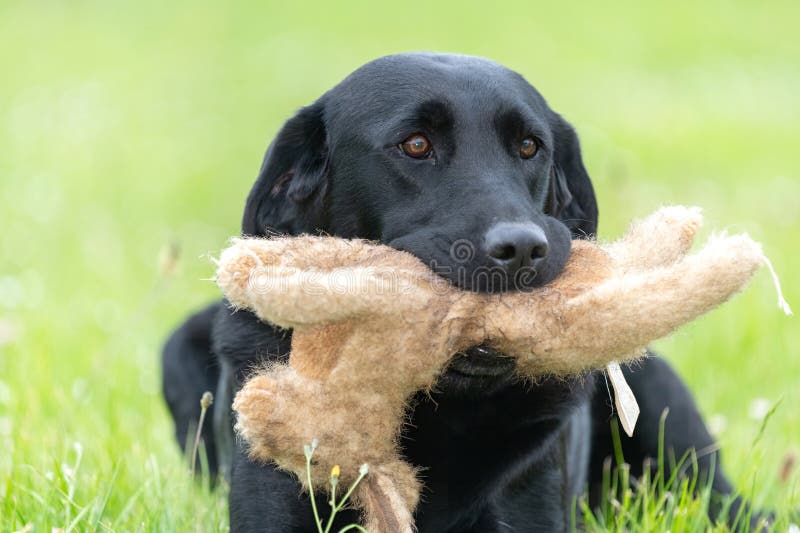 Labrador negro fotos de archivo