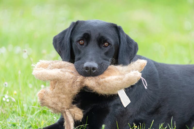 Labrador negro imagenes de archivo