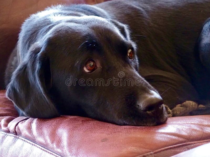 Labrador negro tumbado en un sofá fotografía de archivo libre de regalías