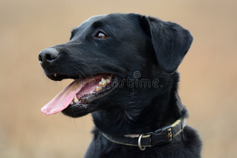 Labrador negro atento imagen de archivo libre de regalías