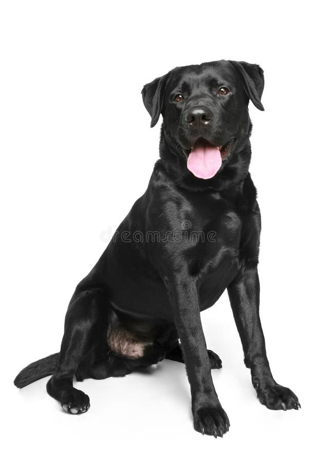 Labrador negro sobre fondo blanco imagen de archivo libre de regalías