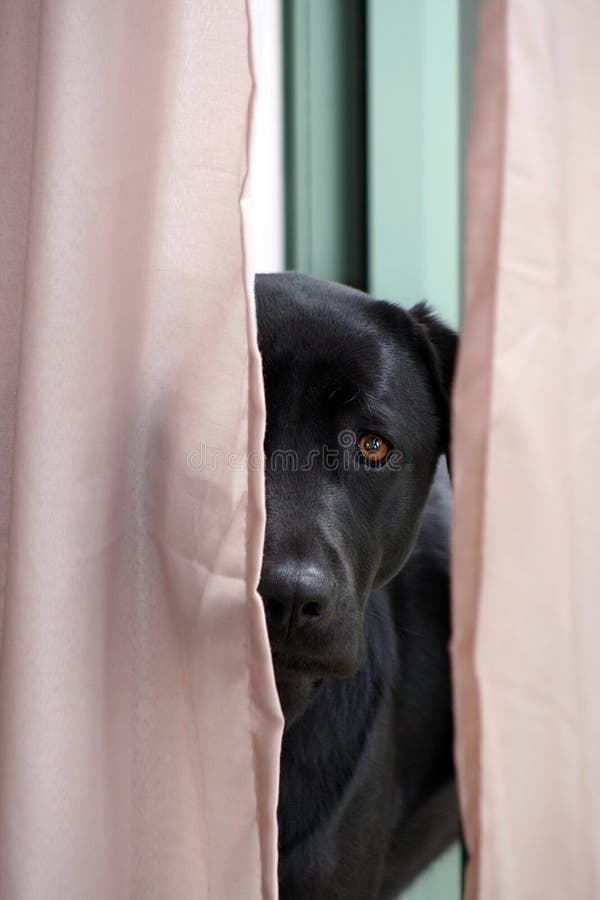 Labrador negro mirando a través de las cortinas imagenes de archivo