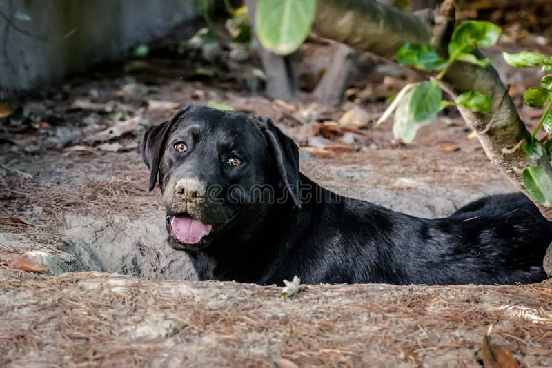 Labrador nero nove mesi immagini stock libere da diritti Labrador nero nove mesi immagini stock libere da diritti