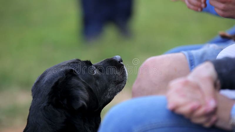 Labrador noir avec les propriétaires à la partie d'animal familier d'arrière-cour