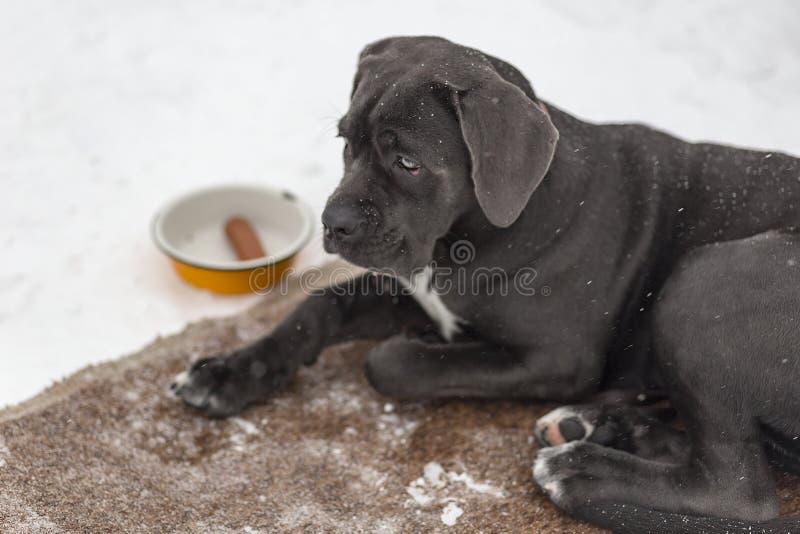 Labrador noir triste image stock Labrador noir triste image stock