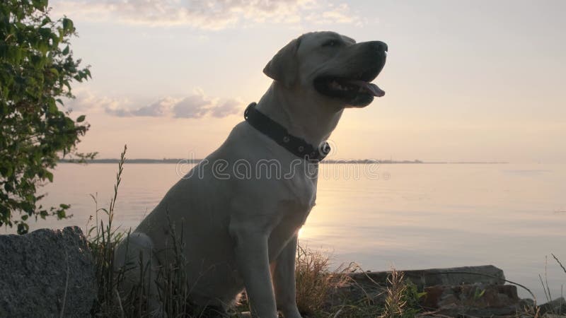 Labrador par le fleuve au coucher du soleil