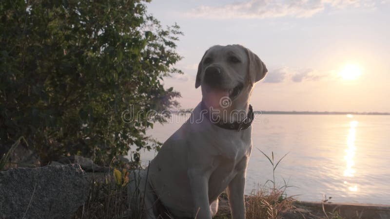 Labrador par le fleuve au coucher du soleil