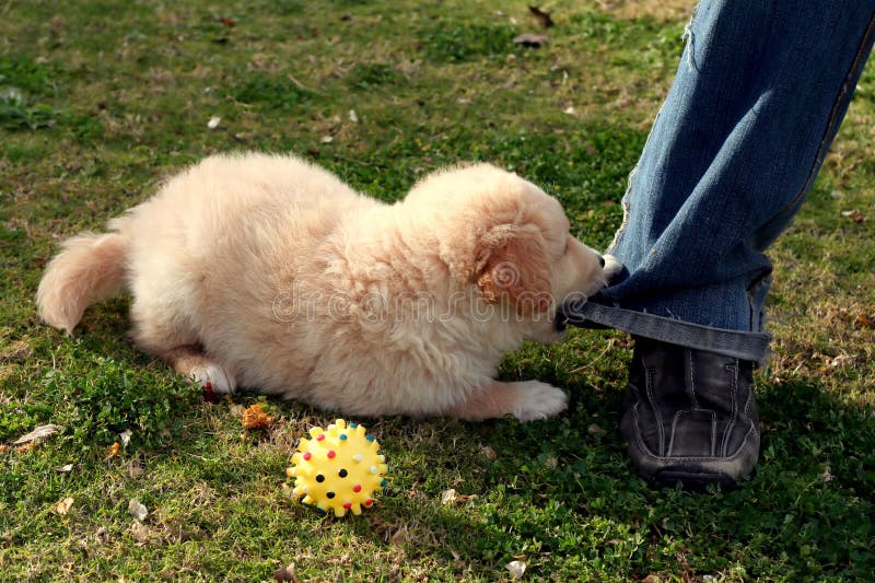 labrador playing