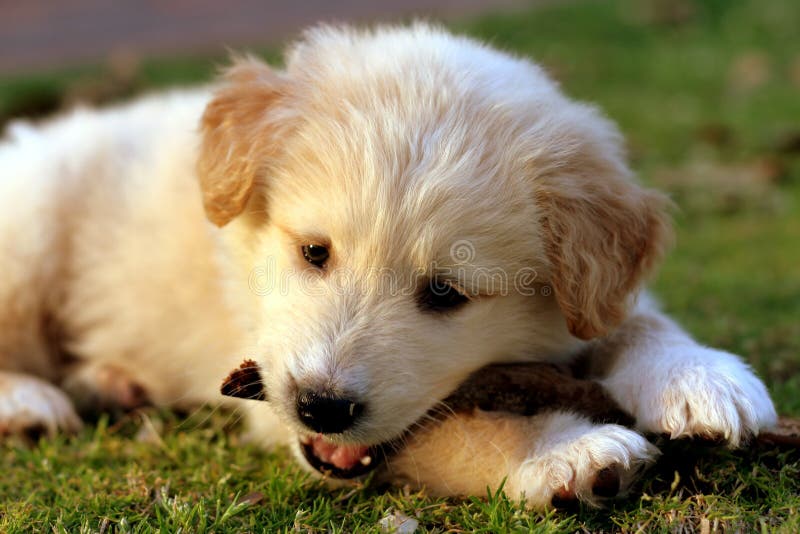 Labrador playing on grass