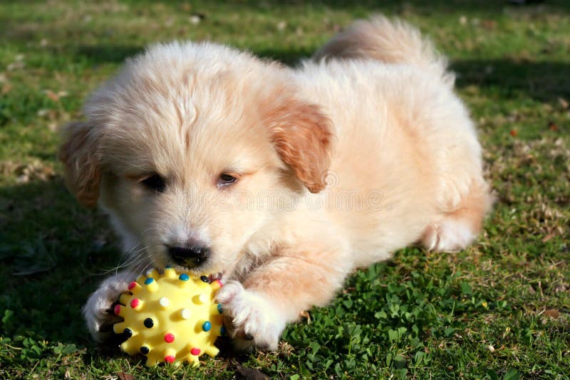 Labrador playing on grass