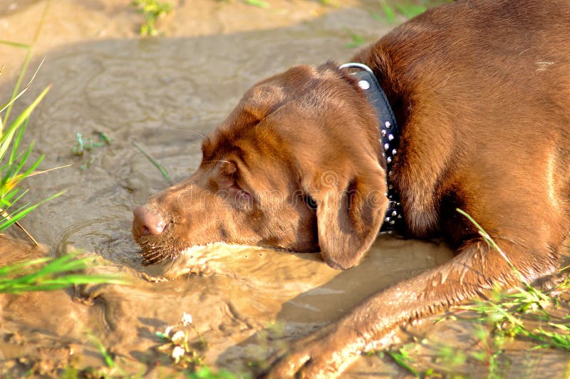 Labrador is playing in the mud