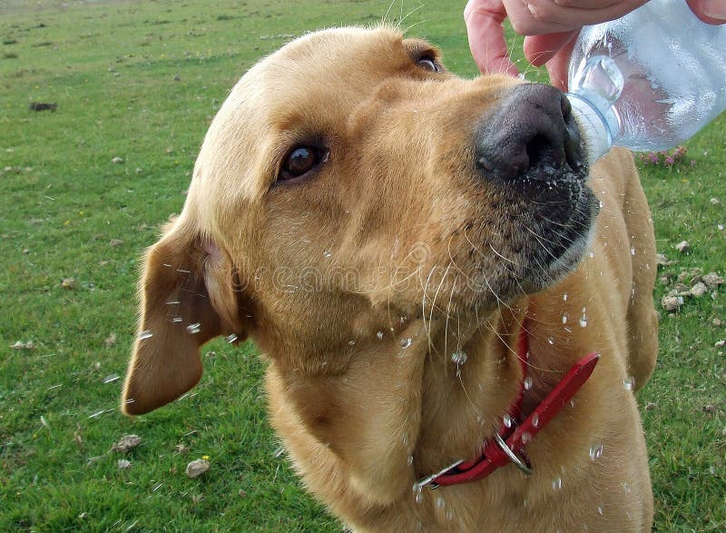 Labrador psia woda pitna z butelki obrazy royalty free Labrador psia woda pitna z butelki obrazy royalty free