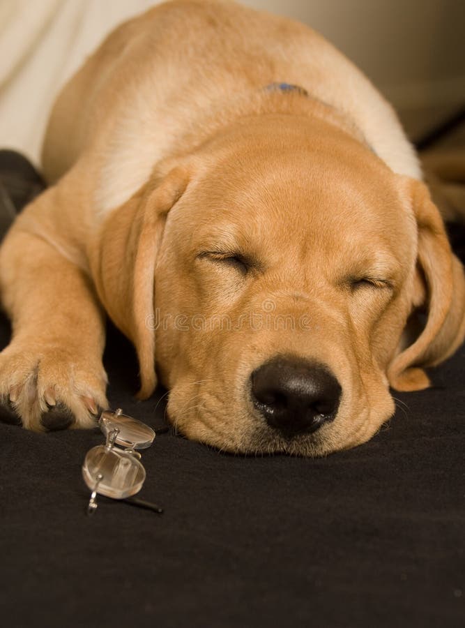 Labrador puppy