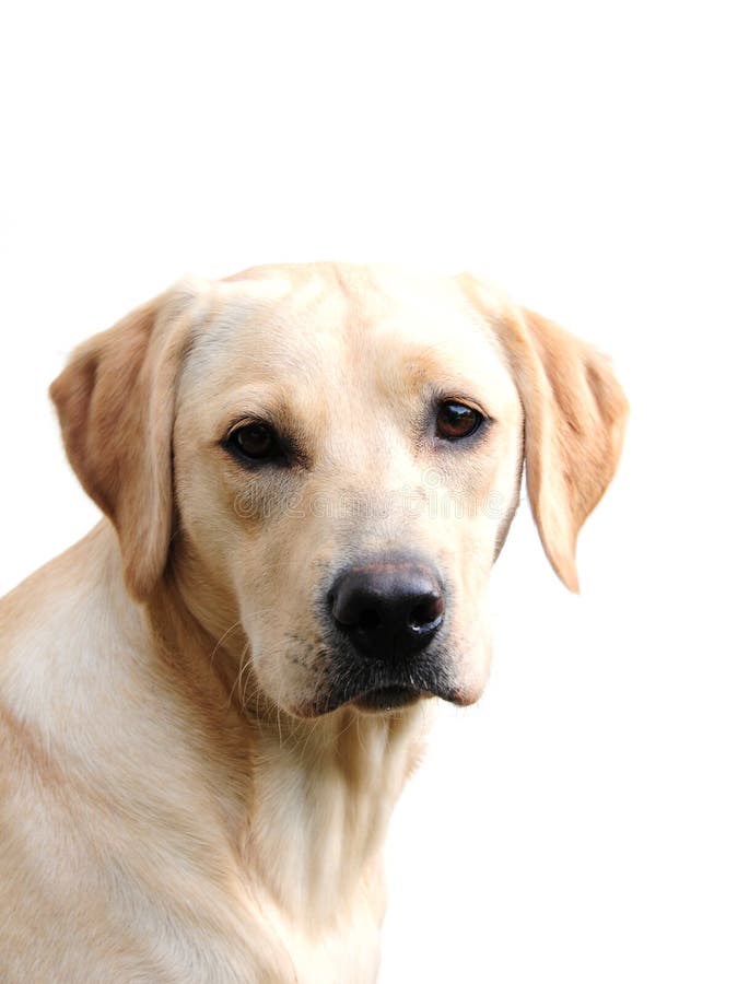 Labrador puppy