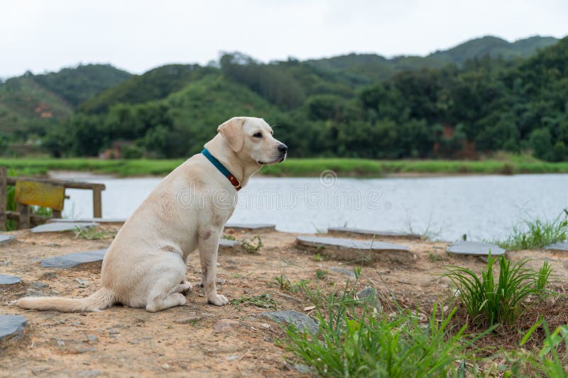 Labrador Puppy Alone By The Lake Stock Photo Image Of Mammal labrador-puppy-alone-by-the-lake-stock-photo-image-of-mammal