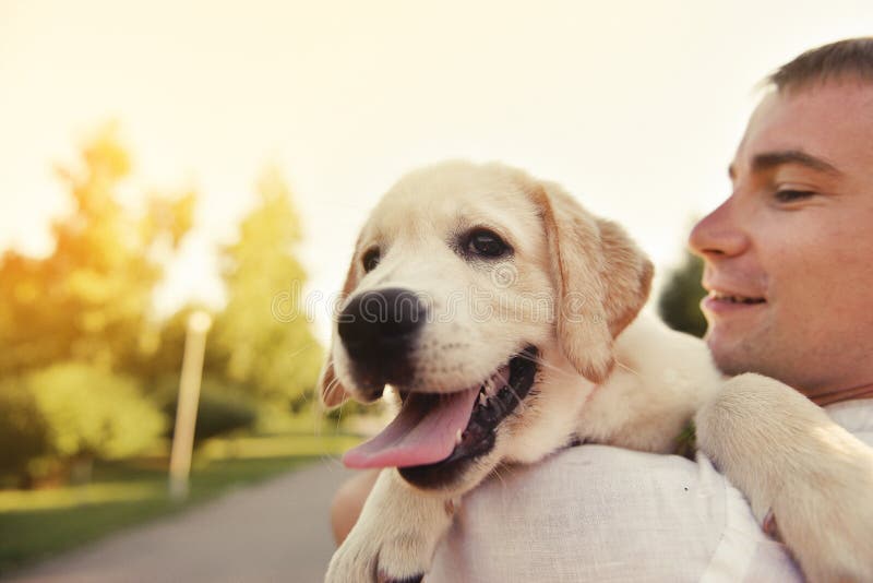 Labrador Puppy in the Hands of the Owner Stock Image Image of hold