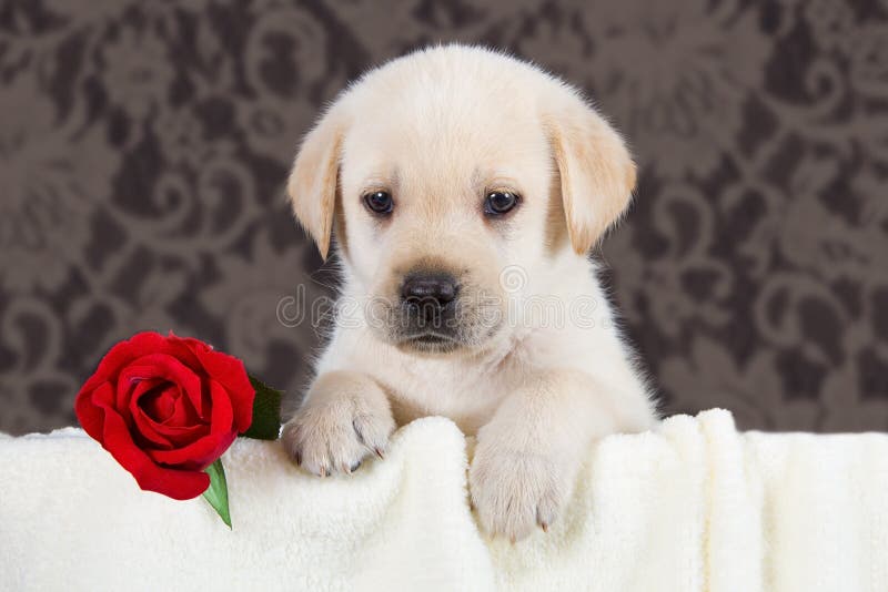 Sleeping Labrador Puppy with R Stock Photo - Image of february, animal ...