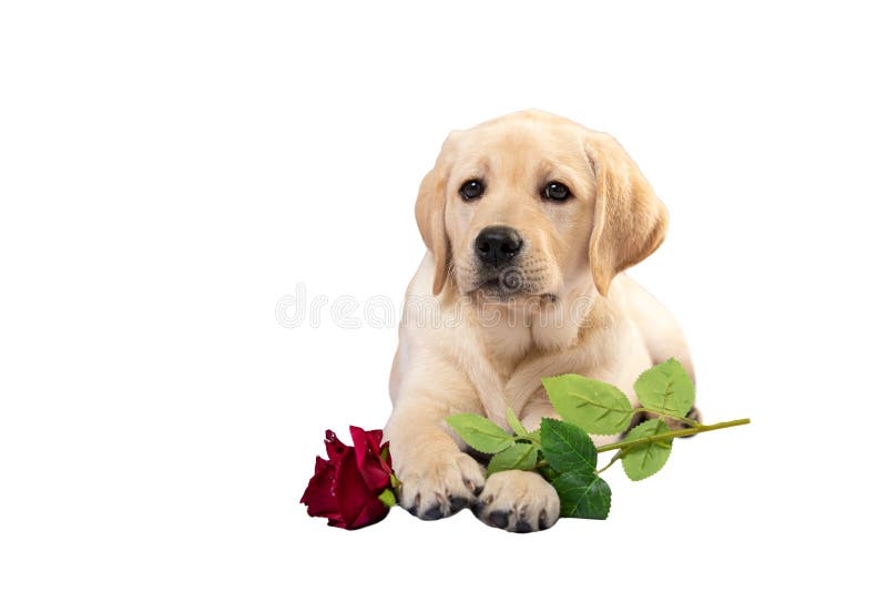 1,188 Mothers Day Dog Stock Photos - Free & Royalty-Free Stock Photos ...