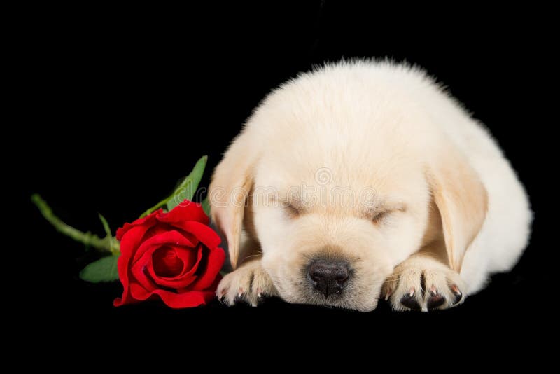 Labrador Puppy Sleeping on Black with Red Rose Stock Image - Image of ...