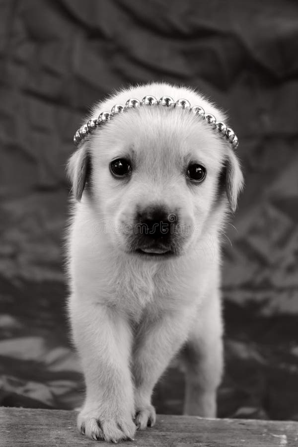 659 Labrador Puppy Wallpaper Stock Photos - Free & Royalty-Free Stock Photos from Dreamstime 659 Labrador Puppy Wallpaper Stock Photos - Free & Royalty-Free Stock Photos from Dreamstime