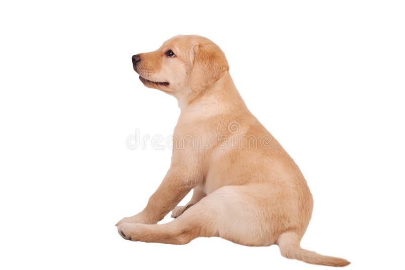 Labrador Puppy, 7 Weeks Old, in Front of White Background Stock Image - Image of canine, adorable: 103607677 Labrador Puppy, 7 Weeks Old, In Front Of White Background Stock Image - Image Of Canine, Adorable: 103607677
