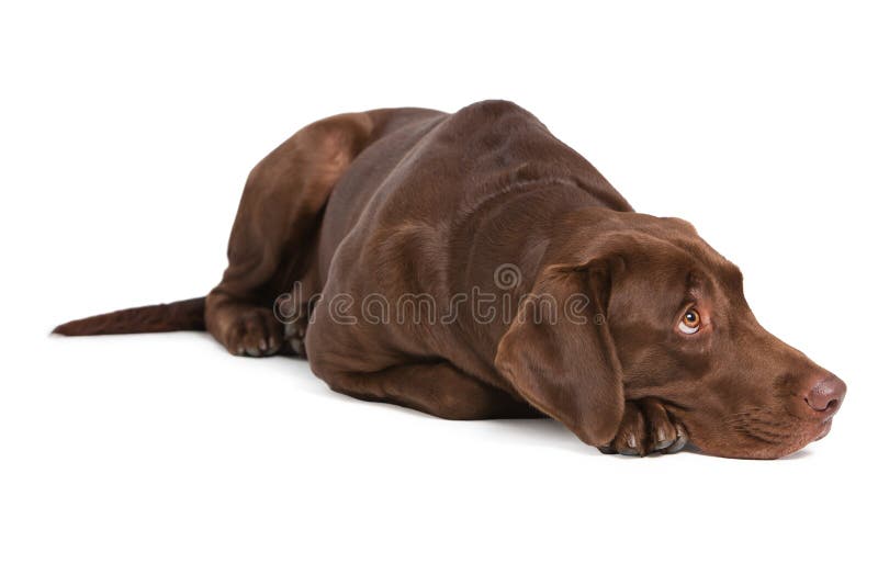 Labrador på vit bakgrund arkivbilder Labrador på vit bakgrund arkivbilder