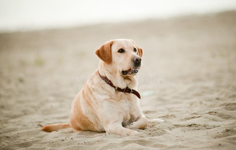 Perro De Labrador En La Arena De La Playa Con El Mar En El Fondo Imagen