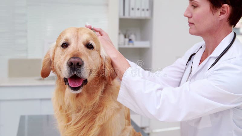 Labrador recevant le traitement du vétérinaire