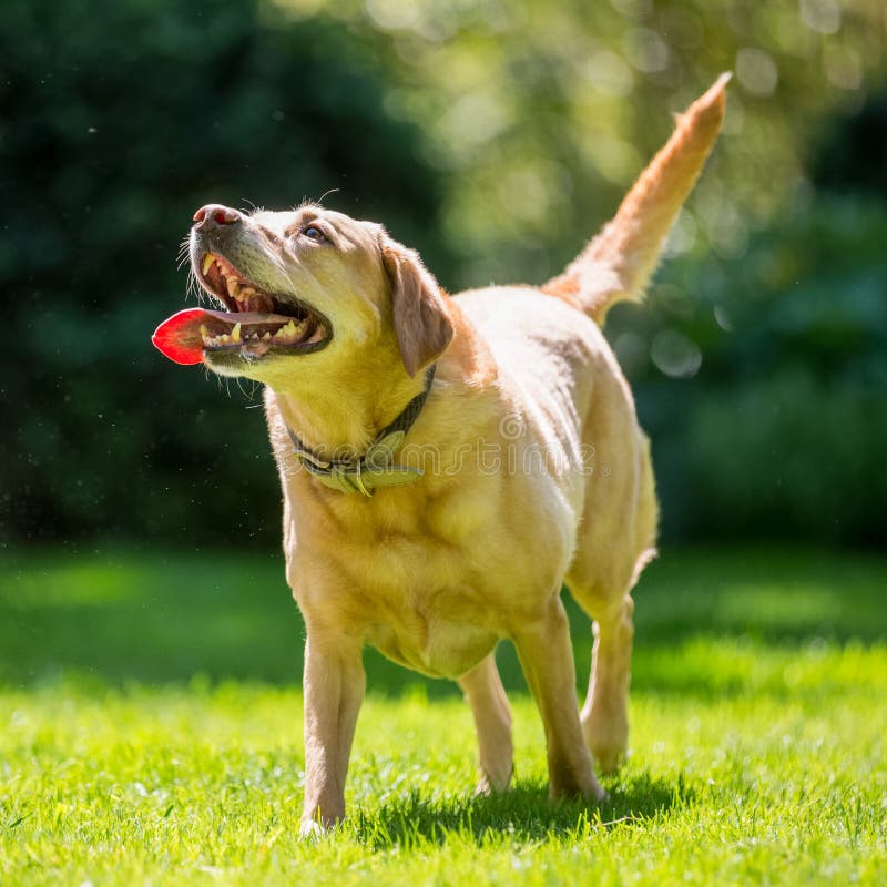 Labrador recherchant pour attraper un bâton ou un festin de boule un jour ensoleillé images stock Labrador recherchant pour attraper un bâton ou un festin de boule un jour ensoleillé images stock