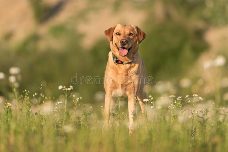 Arbeitgeberhund. Hund Läuft über Eine Blühende, Farbenfrohe Wiese Stockbild - Bild von kopf, park: