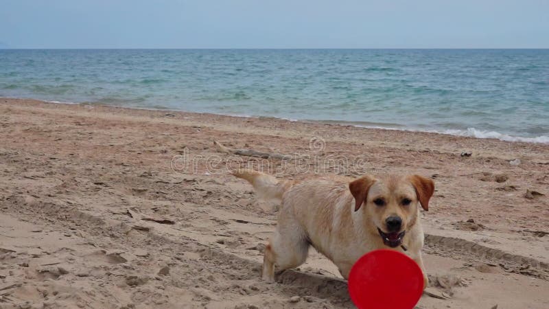 Labrador retriever chien jouer sur la plage banque de vidéos