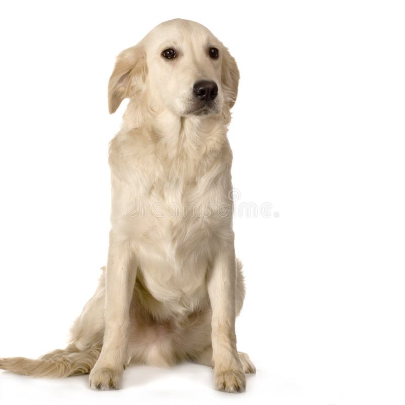 Labrador Retriever Standing On Hind Legs Stock Image Image of