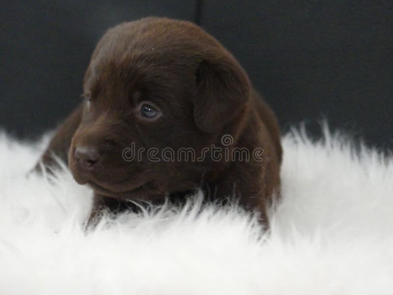 Labrador Retriever czekoladowy szczeniak na białym futerku obraz stock Labrador Retriever czekoladowy szczeniak na białym futerku obraz stock