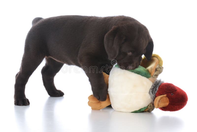 labrador retriever de sexo femenino con el pájaro relleno fotos de archivo libres de regalías labrador retriever de sexo femenino con el pájaro relleno fotos de archivo libres de regalías