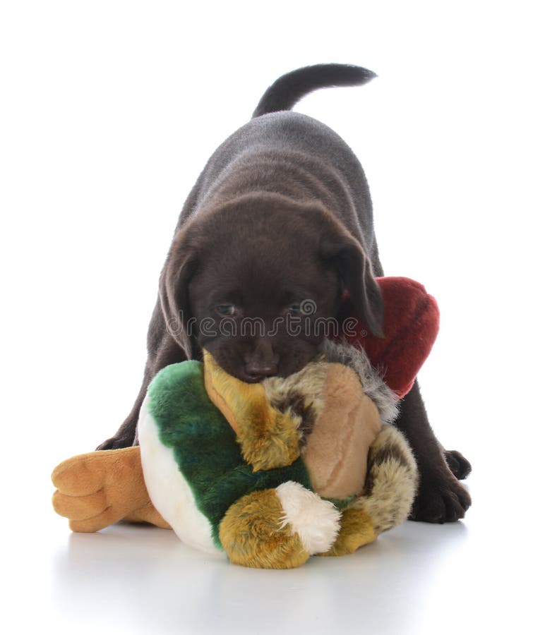 labrador retriever de sexo femenino con el pájaro relleno imagen de archivo labrador retriever de sexo femenino con el pájaro relleno imagen de archivo