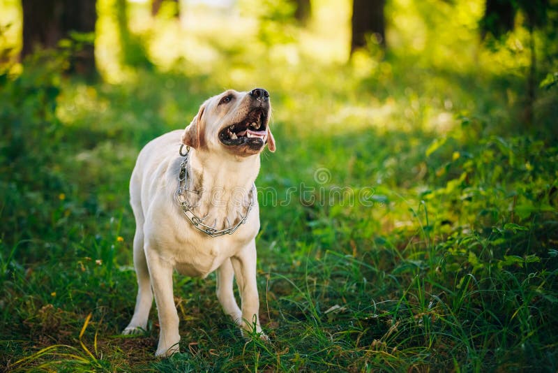 Labrador Retriever Dog Barking Outdoor In Green