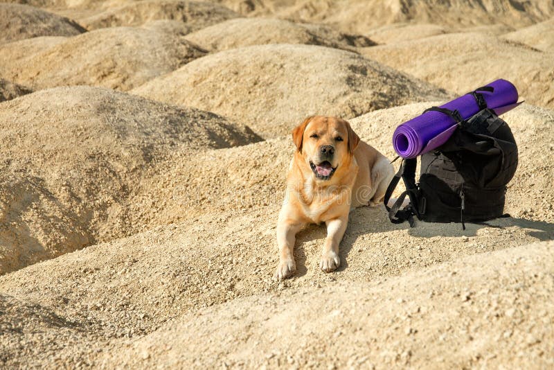 Labrador retriever dog fawn lies in desert on yellow on dunes on sunny day with black backpack and purple rug. Big kind dog fawn labrador retriever good friend stock photo Labrador retriever dog fawn lies in desert on yellow on dunes on sunny day with black backpack and purple rug. Big kind dog fawn labrador retriever good friend stock photo