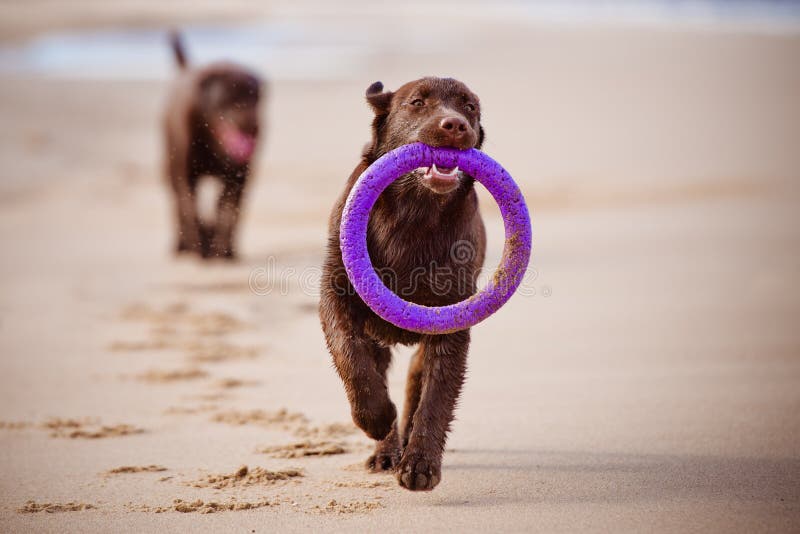 Labrador retriever dog playing at the sea