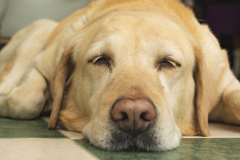 labrador yellow colour