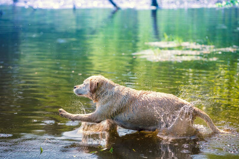 Dog swimming in the lake