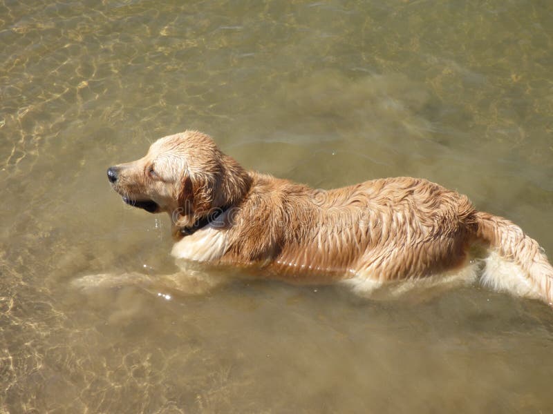 Labrador Retriever Dog in Water Stock Photo Image of active, outdoors