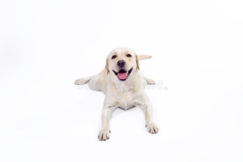 Labrador retriever dorato immagine stock libera da diritti Labrador retriever dorato immagine stock libera da diritti