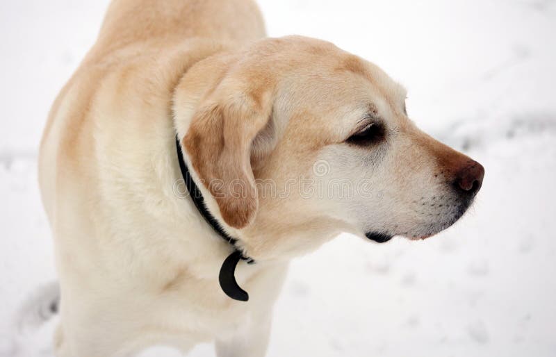 Labrador retriever doux jouant dans la neige, beau meilleur chien photos libres de droits Labrador retriever doux jouant dans la neige, beau meilleur chien photos libres de droits