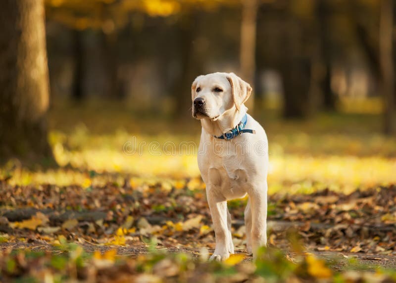 Labrador retriever en parc images stock Labrador retriever en parc images stock