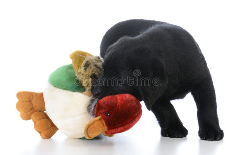 labrador retriever femelle avec l'oiseau bourré photo stock labrador retriever femelle avec l'oiseau bourré photo stock